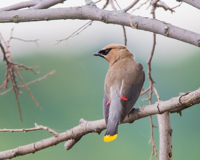 Flicker Fashion Statement