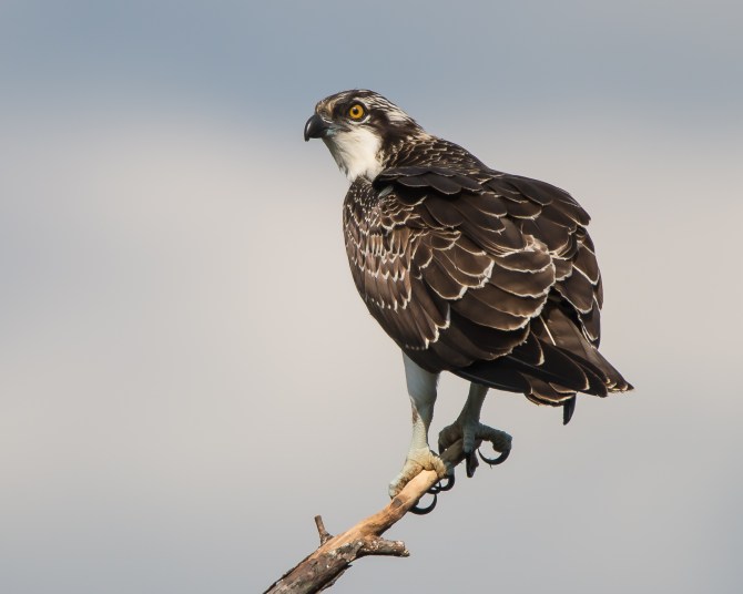 Communication Tower Osprey