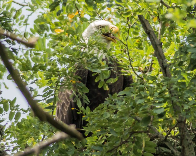 Eagle Friend Visited