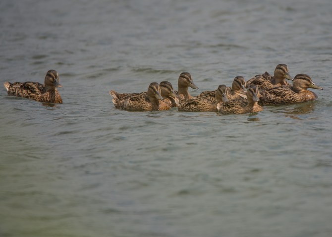 Same Ducklings end of August (Momma mallard kept them all alive)