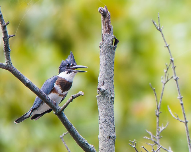 Persistent Kingfisher