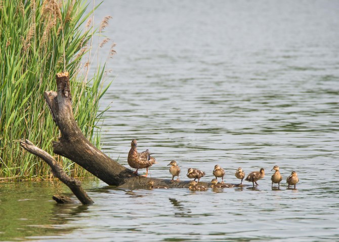 Make Way for Ducklings end of July