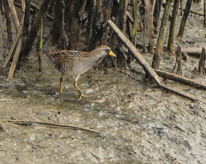 San Jose Sept 2014-6