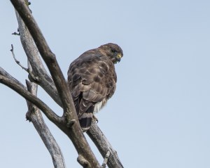 Cooper's Hawk Croton 9-23-2014-1