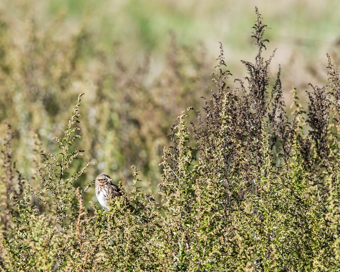 Fall at Croton Point Park Oct 2014-1