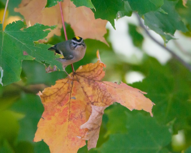 Fall at Croton Point Park Oct 2014-2