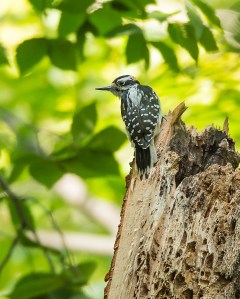 Marslands Photo Exhibit 2014-4