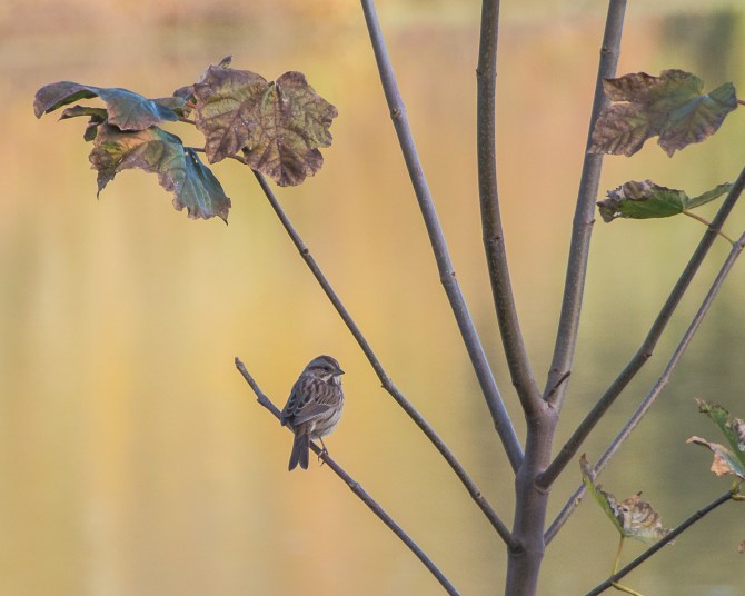 SMRA Tarrytown Lakes Oct 2014-1