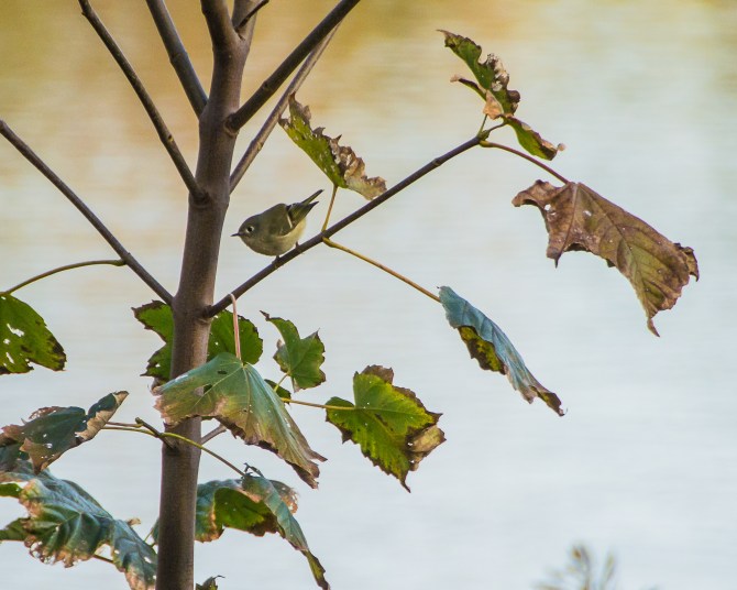 SMRA Tarrytown Lakes Oct 2014-2