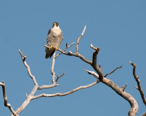 Watching the Left Coast Lifter 2014-2