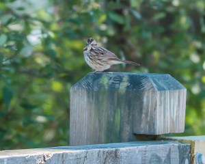 White Throated sparrow Croton 9-23-2014-1