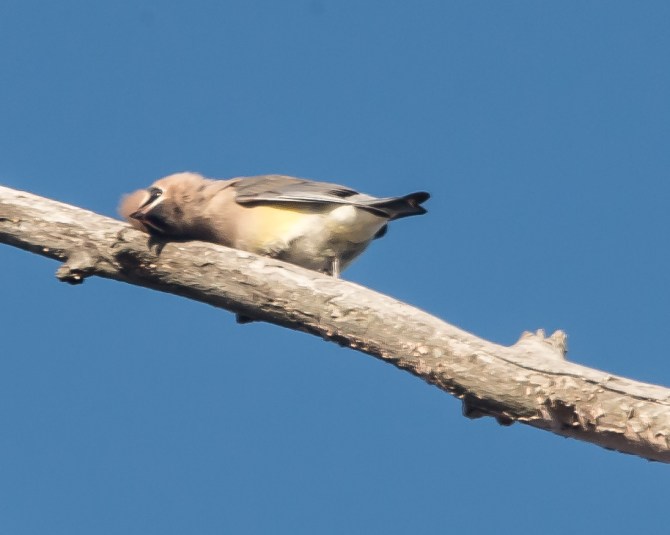 cedar waxwing nature center 2014-1