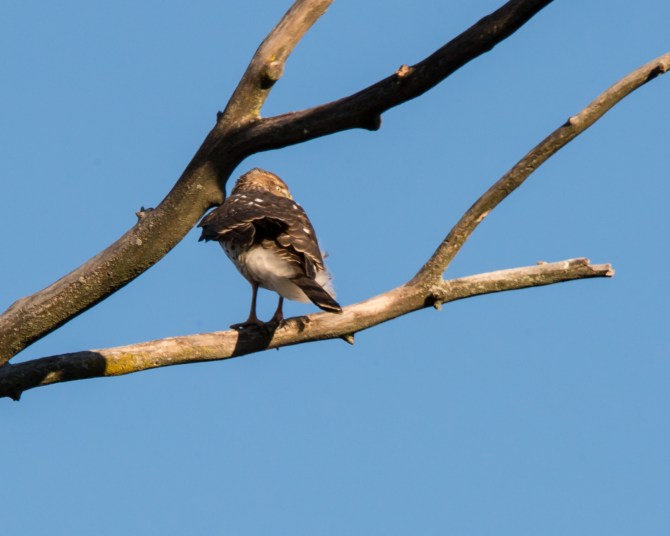Sharp shinned nature center 2014-1