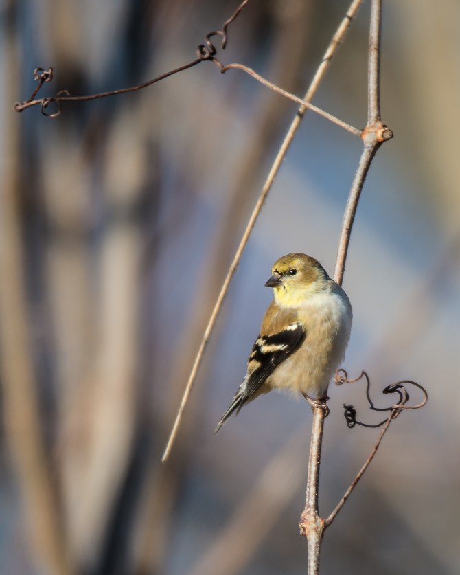 Croton Goldfinch Dec 2014-1