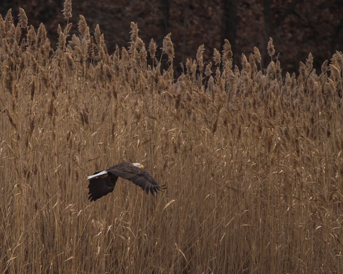 Eagles Fishing Dec 2014-4