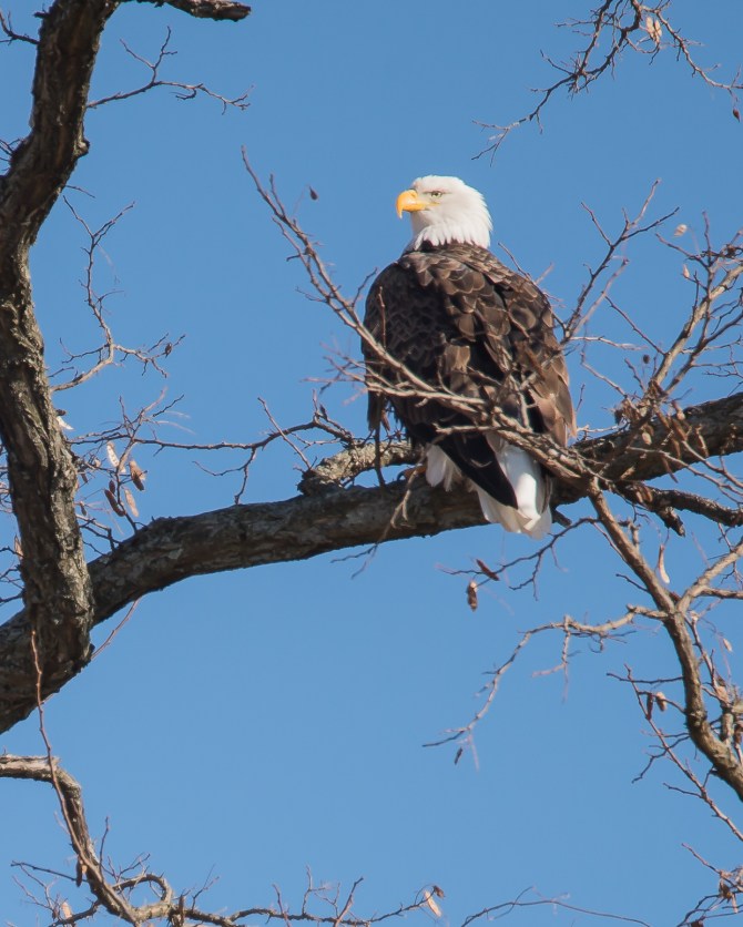 Eagle Verplanck 1-17-15-5