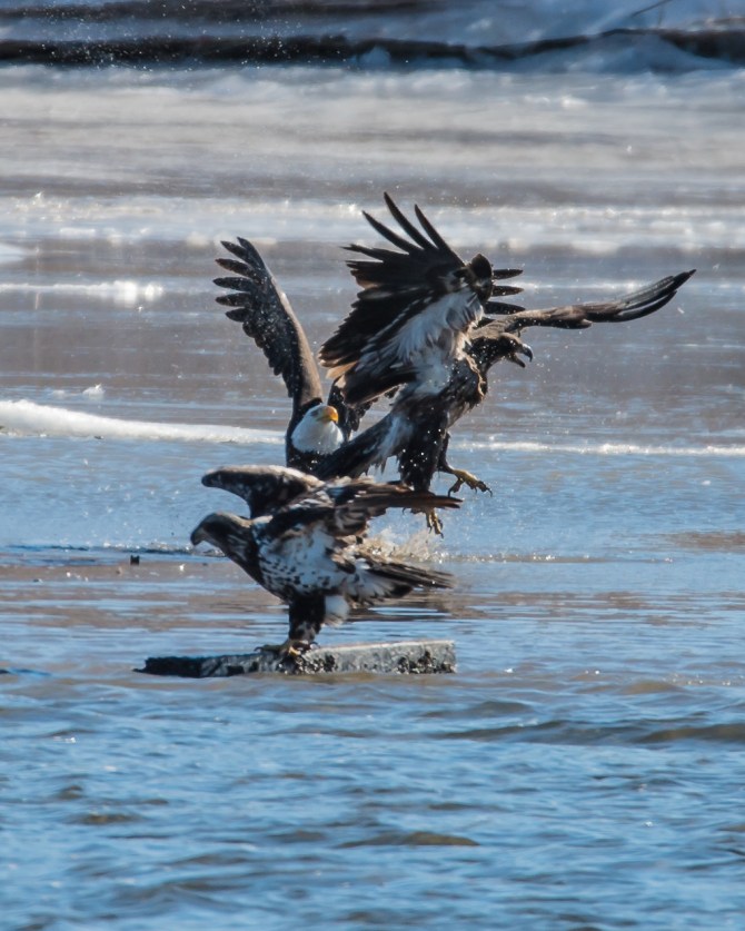 Eagles First Grade EagleWatch 1-28-15-3