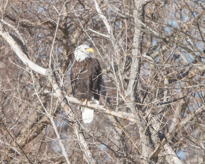 Eagles First Grade EagleWatch 1-28-15-5