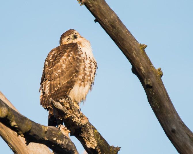 Thinking red-tail Croton Dec 2014-1