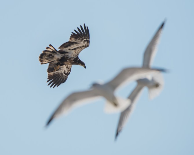 eagle first year with gulls-2