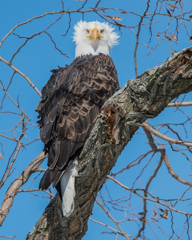 Eagles in sun 2-10-15-4