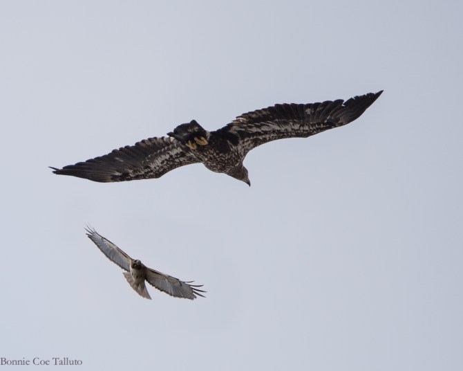 Red tail and eagle March 2015-1