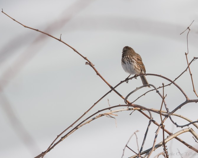 Redpoll March 2015-1