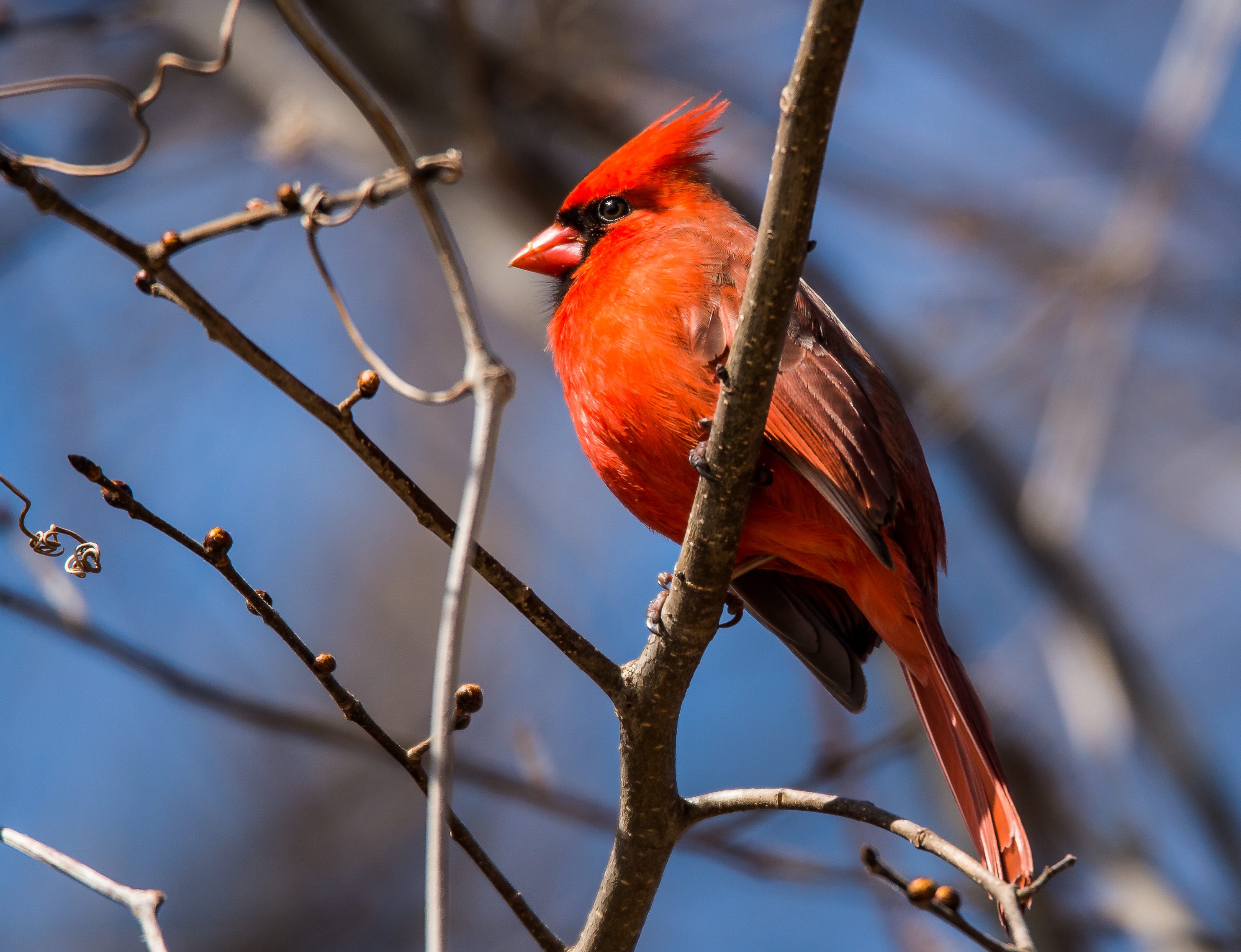 Cardinal 2015 Croton-1