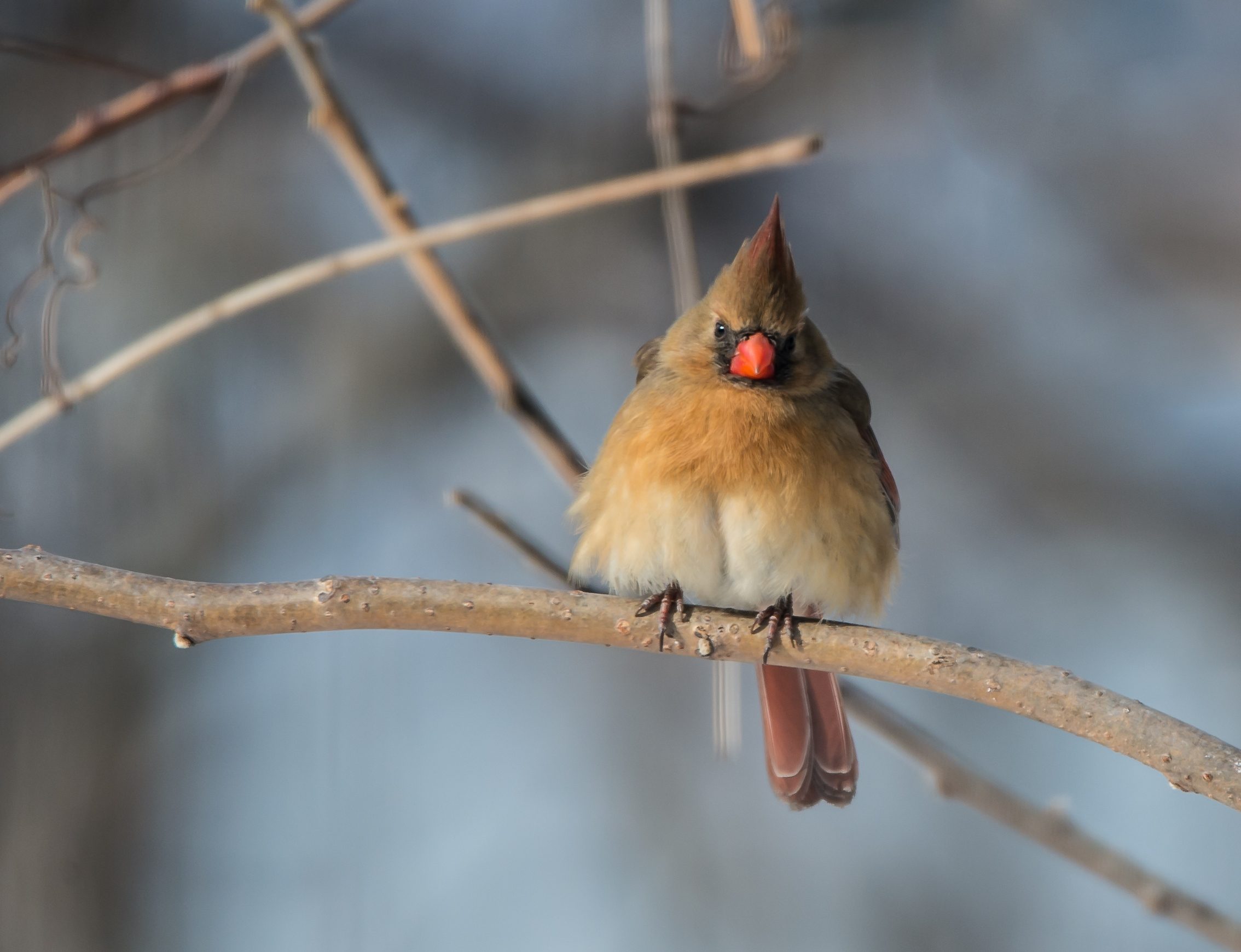 Cardinal, Female Croton 2015-1