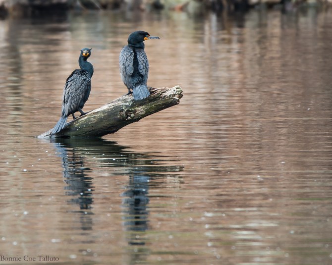 Cormorants at Black Rock-1