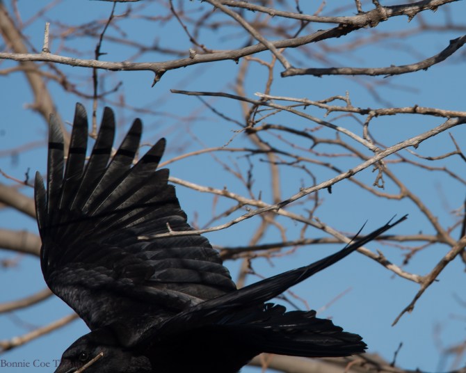 crow with stick croton-1
