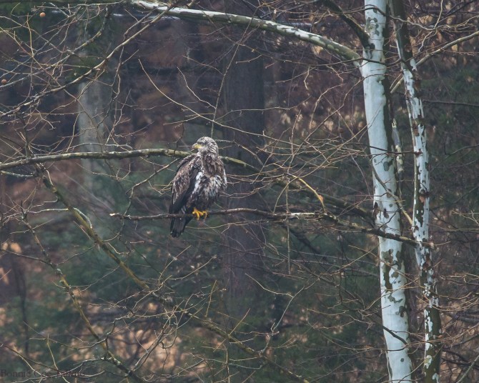 Eagle in rain at Black Rock 3-26-15-1