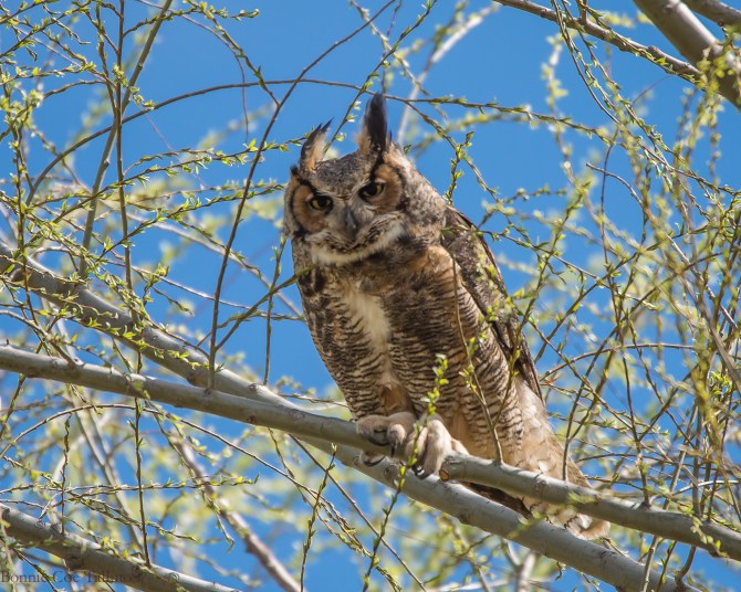 Great Horned Owl Apr 2015-1
