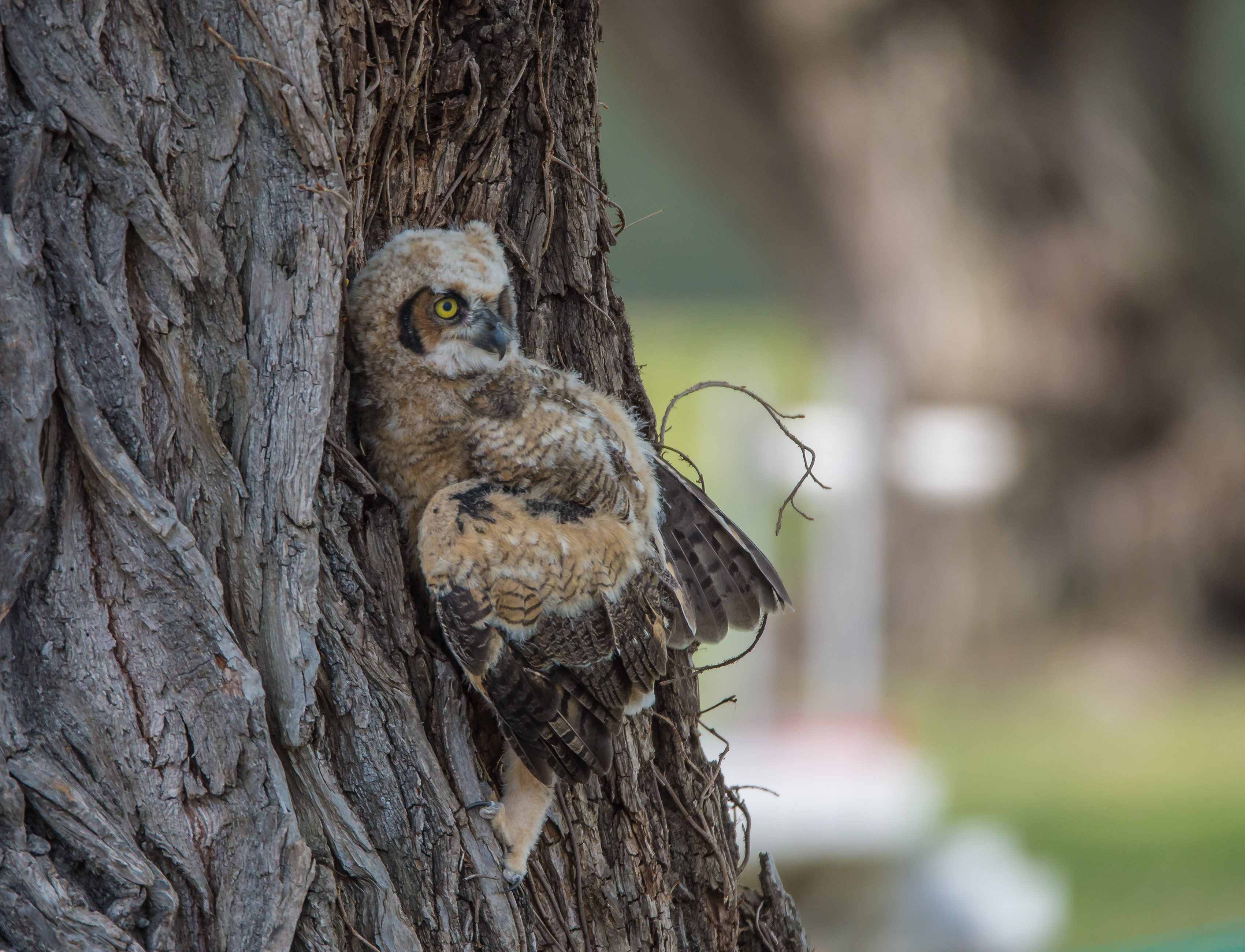 Great Horned Owlet April 2015 Croton-1