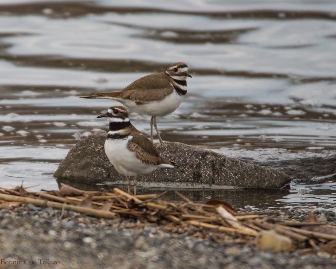 killdeer at Croton-1
