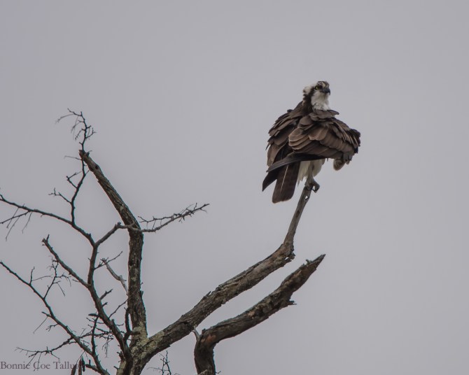 Osprey at Annsville-1