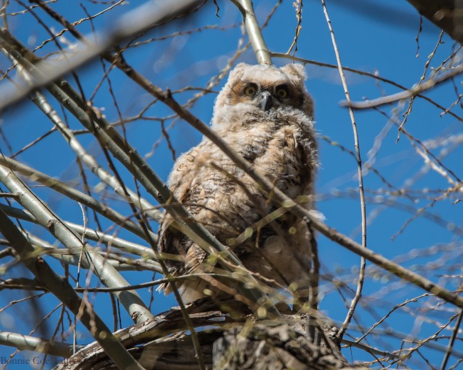 Owlet Apr 2015-2