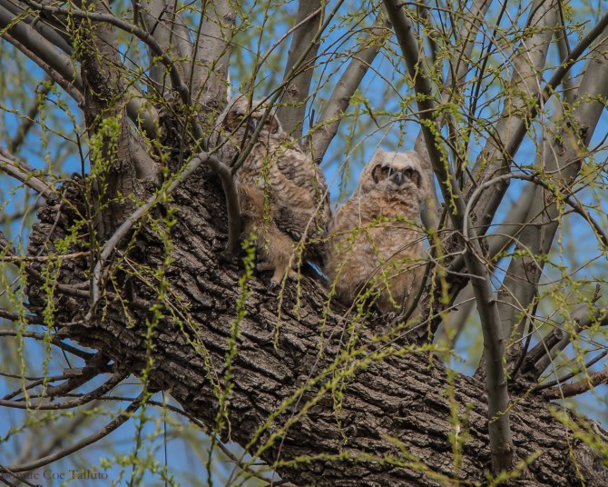 Owlets Apr 2015-1