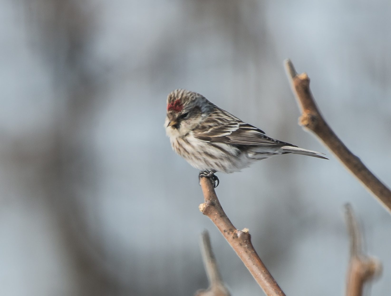 Redpoll 2015 Croton-1
