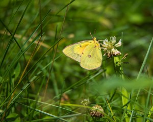 butterfly June 2015-1