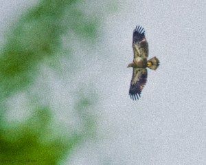 Eagle over Ossining June 6 2015-2