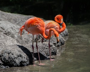 Flamingos Bronx Zoo May 2015-1