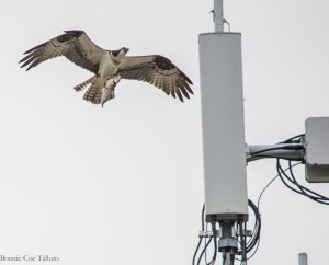 Osprey with fish to nest June 2015-3