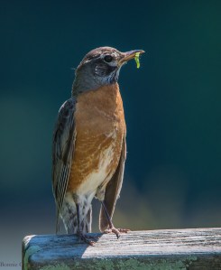 robin with worm June 2015-1