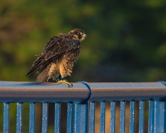 Rochester falcon Cadence 2015-3