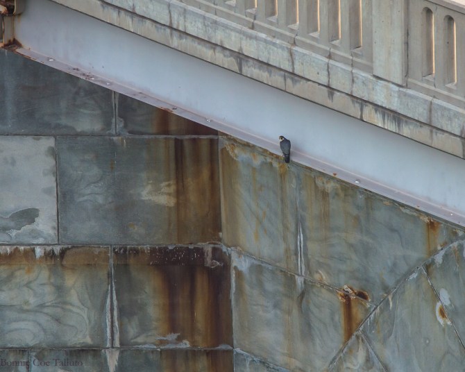 Rochester Seneca Towers falcon watch-1