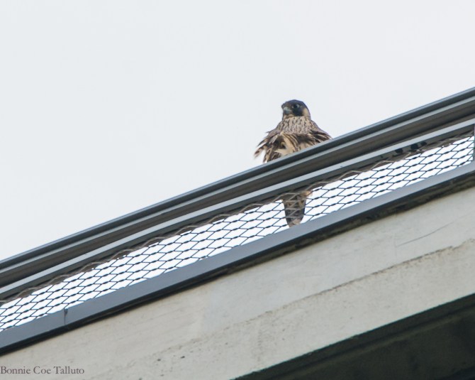 Rochester Seneca Towers falcon watch-2