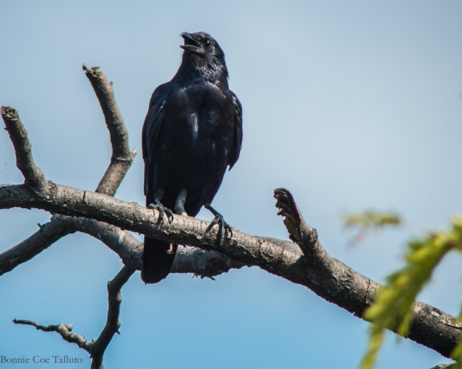 Crow in Croton-1
