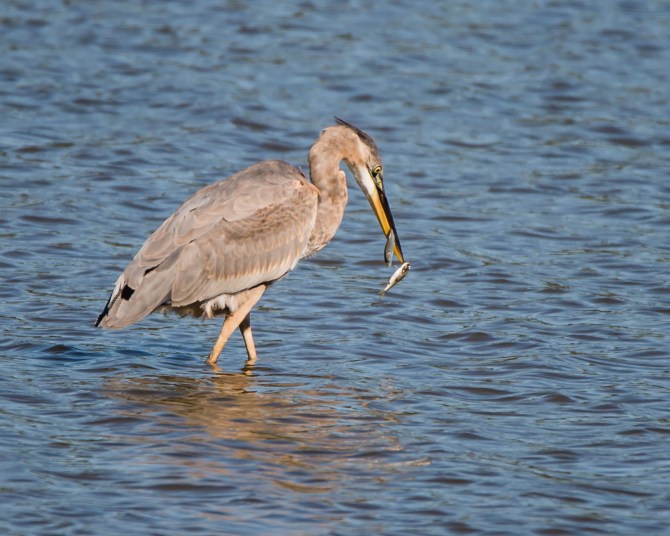 heron imm with two fish-1
