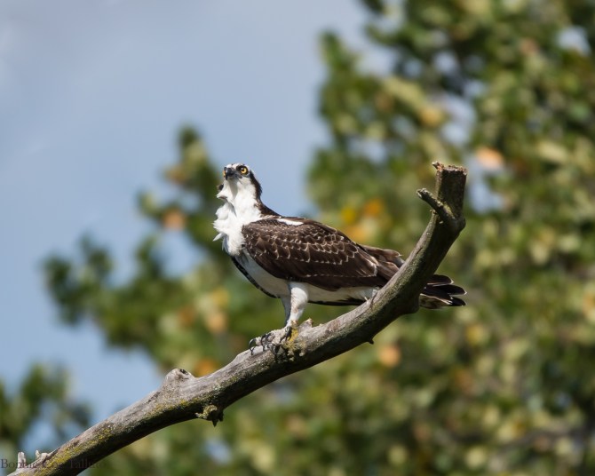 osprey croton nature center-1